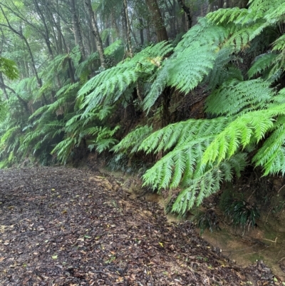 Cyathea australis subsp. australis (Rough Tree Fern) at Brogers Creek, NSW - 27 Feb 2024 by lbradleyKV