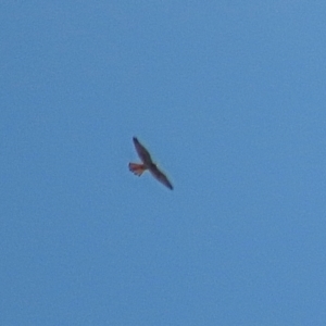 Falco cenchroides at Winston Hills, NSW - 16 Feb 2021