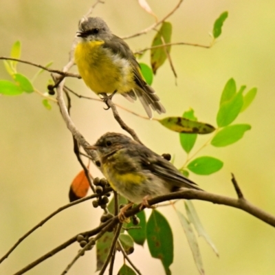 Eopsaltria australis (Eastern Yellow Robin) at ANBG - 26 Feb 2024 by Thurstan