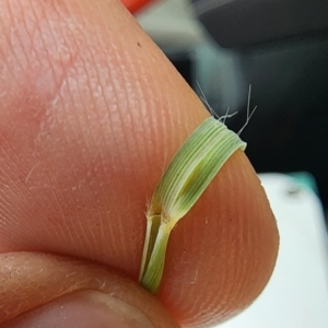 Eragrostis curvula at Symonston, ACT - 27 Feb 2024