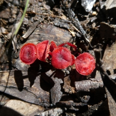 Cruentomycena viscidocruenta (Ruby Mycena) at QPRC LGA - 8 Jan 2022 by arjay