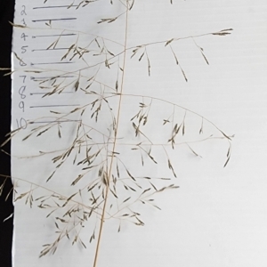 Eragrostis curvula at Wanniassa, ACT - 27 Feb 2024