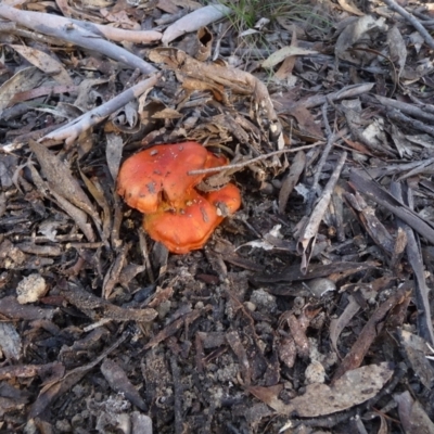 Unidentified Cap on a stem; gills below cap [mushrooms or mushroom-like] at QPRC LGA - 3 Jun 2020 by arjay