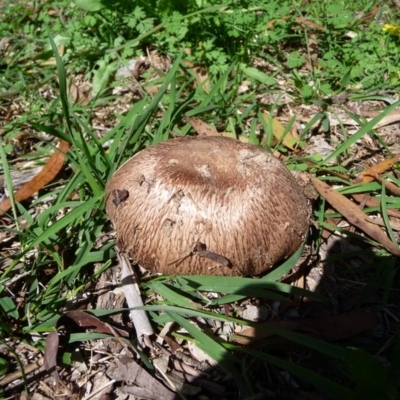 Unidentified Fungus at Charleys Forest, NSW - 11 Apr 2020 by arjay