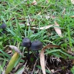 zz agaric (stem; gill colour unknown) at QPRC LGA - 5 Apr 2020