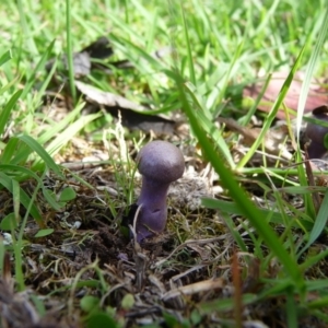 zz agaric (stem; gill colour unknown) at QPRC LGA - 5 Apr 2020