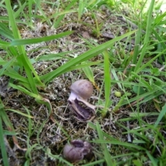 zz agaric (stem; gill colour unknown) at QPRC LGA - 5 Apr 2020