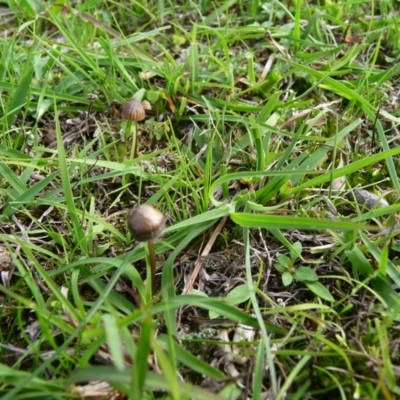 zz agaric (stem; gill colour unknown) at QPRC LGA - 5 Apr 2020 by arjay