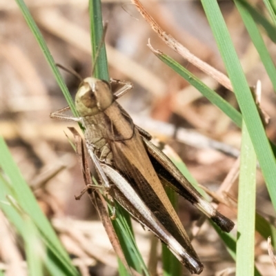 Caledia captiva (grasshopper) at QPRC LGA - 26 Feb 2024 by WHall