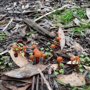 Laccaria sp. at QPRC LGA - 4 Apr 2020