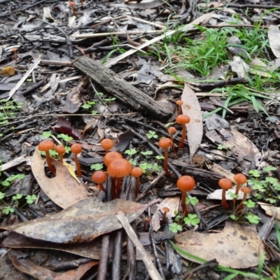 Laccaria sp. (Laccaria) at Mongarlowe River - 3 Apr 2020 by arjay