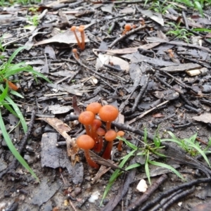 Laccaria sp. at QPRC LGA - 4 Apr 2020