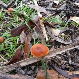 Laccaria sp. at QPRC LGA - 4 Apr 2020