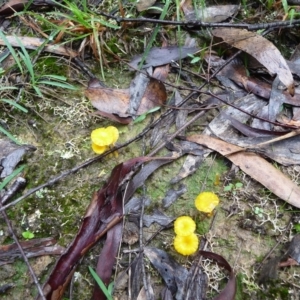 Lichenomphalia chromacea at QPRC LGA - 4 Apr 2020