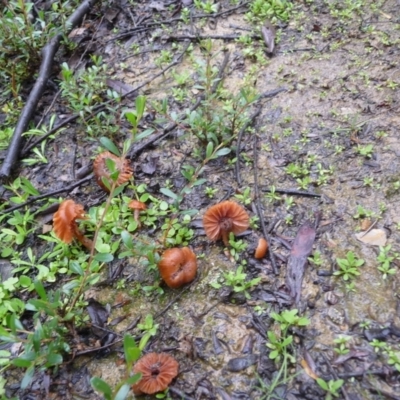 Laccaria sp. (Laccaria) at QPRC LGA - 3 Apr 2020 by arjay