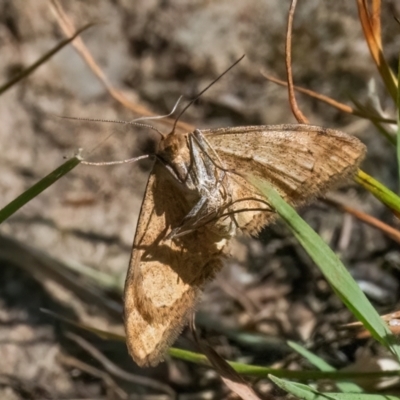 Scopula rubraria (Reddish Wave, Plantain Moth) at QPRC LGA - 26 Feb 2024 by WHall