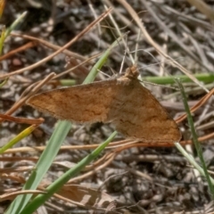 Scopula rubraria at QPRC LGA - 26 Feb 2024