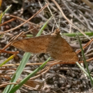 Scopula rubraria at QPRC LGA - 26 Feb 2024