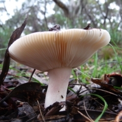 Russula sp. (genus) (Russula) at QPRC LGA - 4 Apr 2020 by arjay