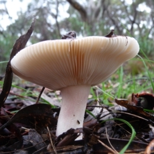 Russula sp. (genus) at QPRC LGA - suppressed