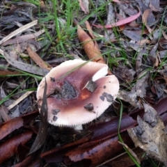 Russula sp. (genus) at QPRC LGA - suppressed