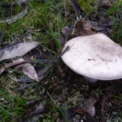 Amanita sp. (Amanita sp.) at QPRC LGA - 29 Mar 2020 by arjay