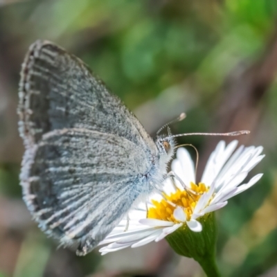 Zizina otis (Common Grass-Blue) at QPRC LGA - 26 Feb 2024 by WHall