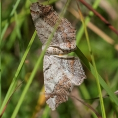 Dissomorphia australiaria (Dashed Geometrid, Ennominae) at QPRC LGA - 26 Feb 2024 by WHall