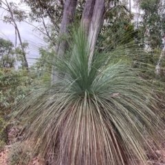 Xanthorrhoea glauca subsp. angustifolia (Grey Grass-tree) at Namadgi National Park - 27 Feb 2024 by NickiTaws