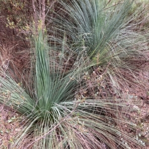 Xanthorrhoea glauca subsp. angustifolia at QPRC LGA - suppressed