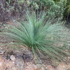 Xanthorrhoea glauca subsp. angustifolia (Grey Grass-tree) at Namadgi National Park - 27 Feb 2024 by NickiTaws