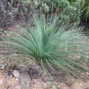 Xanthorrhoea glauca subsp. angustifolia at Namadgi National Park - suppressed