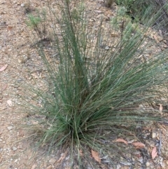 Xanthorrhoea glauca subsp. angustifolia (Grey Grass-tree) at Namadgi National Park - 27 Feb 2024 by NickiTaws