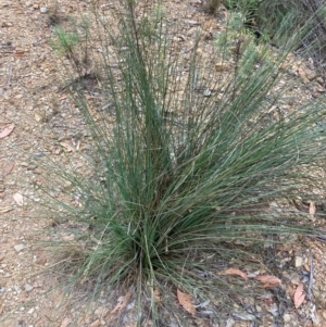 Xanthorrhoea glauca subsp. angustifolia at Namadgi National Park - suppressed