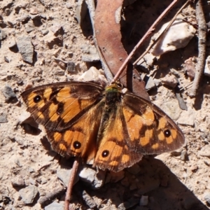 Heteronympha penelope at Aranda Bushland - 25 Feb 2024