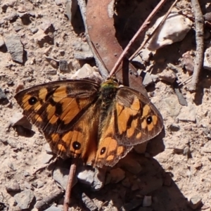 Heteronympha penelope at Aranda Bushland - 25 Feb 2024