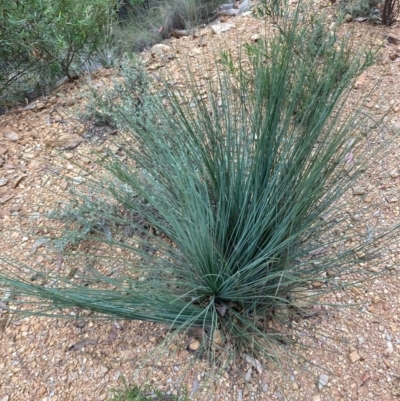 Xanthorrhoea glauca subsp. angustifolia (Grey Grass-tree) at Namadgi National Park - 26 Feb 2024 by NickiTaws