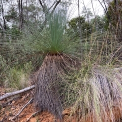 Xanthorrhoea glauca subsp. angustifolia (Grey Grass-tree) at Namadgi National Park - 27 Feb 2024 by NickiTaws