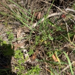 Lialis burtonis (Burton's Snake-lizard) at Rob Roy Range - 24 Feb 2024 by Shazw