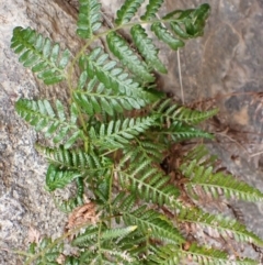 Pteridium esculentum (Bracken) at Cook, ACT - 26 Feb 2024 by CathB