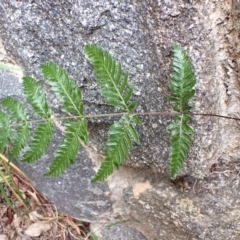 Pteridium esculentum at Cook, ACT - 27 Feb 2024