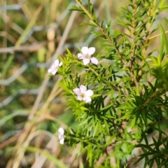 Coleonema pulchellum (Diosma) at Isaacs Ridge and Nearby - 27 Feb 2024 by Mike
