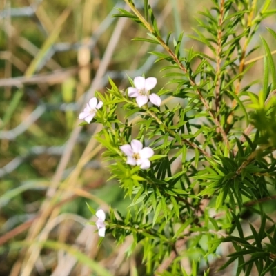 Coleonema pulchellum (Diosma) at Isaacs Ridge and Nearby - 27 Feb 2024 by Mike