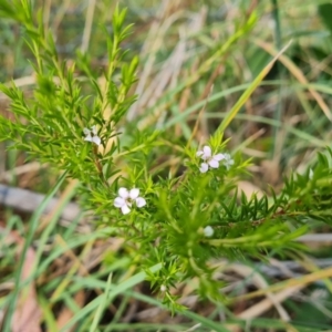 Coleonema pulchellum at Isaacs Ridge and Nearby - 27 Feb 2024