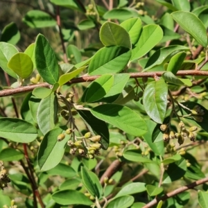 Cotoneaster glaucophyllus at Isaacs Ridge and Nearby - 27 Feb 2024