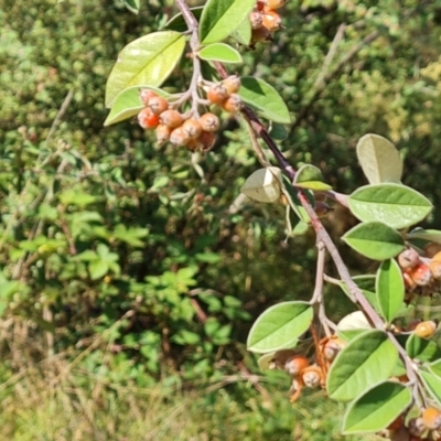 Cotoneaster glaucophyllus (Cotoneaster) at Hume, ACT - 27 Feb 2024 by Mike