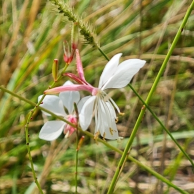 Oenothera lindheimeri (Clockweed) at Hume, ACT - 27 Feb 2024 by Mike