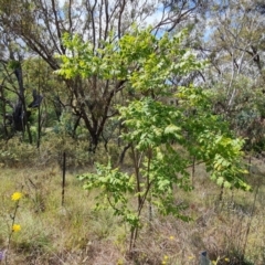 Koelreuteria paniculata (Golden Rain Tree) at Fadden, ACT - 27 Feb 2024 by Mike