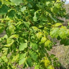 Koelreuteria paniculata at Isaacs Ridge and Nearby - 27 Feb 2024 03:12 PM