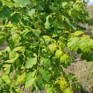 Koelreuteria paniculata at Isaacs Ridge and Nearby - 27 Feb 2024